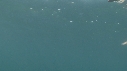 BLANKET OCTOPUS, PLONGEUR