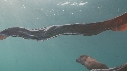 BLANKET OCTOPUS
