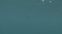 BLANKET OCTOPUS
