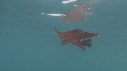 BLANKET OCTOPUS
