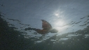 BLANKET OCTOPUS