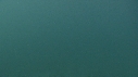 BLANKET OCTOPUS