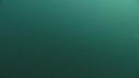 MEDUSE GEANTE