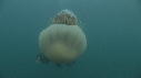 MEDUSE GEANTE, PLONGEUR