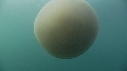 MEDUSE GEANTE, PLONGEUR