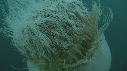 MEDUSE GEANTE