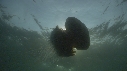 MEDUSE GEANTE