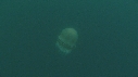 MEDUSE GEANTE