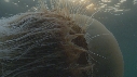 MEDUSE GEANTE