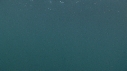 MEDUSE GEANTE, POISSONS