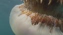 MEDUSE GEANTE