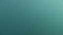 MEDUSE GEANTE, POISSONS