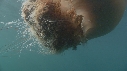 MEDUSE GEANTE, POISSONS