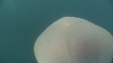 MEDUSE GEANTE