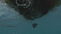 MEDUSE GEANTE, POISSONS