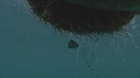 MEDUSE GEANTE, POISSONS