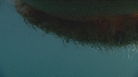 MEDUSE GEANTE, POISSONS