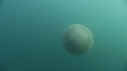 MEDUSE GEANTE, POISSONS