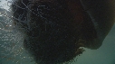 MEDUSE GEANTE, POISSONS