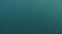 BLANKET OCTOPUS