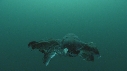 BLANKET OCTOPUS