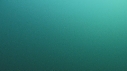 BLANKET OCTOPUS