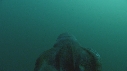 BLANKET OCTOPUS