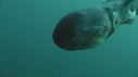 BLANKET OCTOPUS
