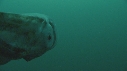 BLANKET OCTOPUS