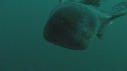 BLANKET OCTOPUS