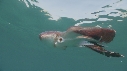 BLANKET OCTOPUS
