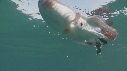 BLANKET OCTOPUS