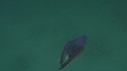 BLANKET OCTOPUS