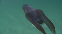 BLANKET OCTOPUS