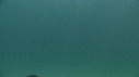 BLANKET OCTOPUS