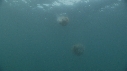 MEDUSE GEANTE, POISSONS