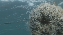 MEDUSE GEANTE, POISSONS