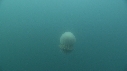 MEDUSE GEANTE
