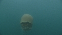 MEDUSE GEANTE