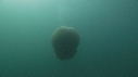 MEDUSE GEANTE, PLONGEUR