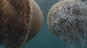 MEDUSE GEANTE, POISSONS