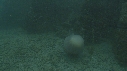 MEDUSE GEANTE, POISSONS