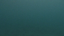 MEDUSE GEANTE, PLONGEUR