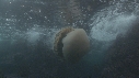MEDUSE GEANTE, RIVAGE