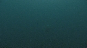 MEDUSE GEANTE, PLONGEUR