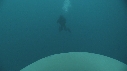 MEDUSE GEANTE, PLONGEUR