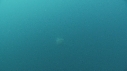 MEDUSE GEANTE, PLONGEUR