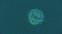 MEDUSE GEANTE