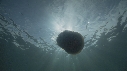 MEDUSE GEANTE