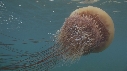 MEDUSE GEANTE, PLONGEUR